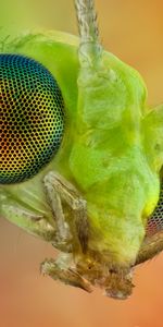 Macro,Light,Insect,Light Coloured,Mustache,Moustache,Eyes