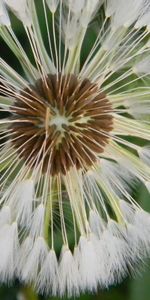 Macro,Light,Light Coloured,Dandelion,Grass,Fluff,Fuzz