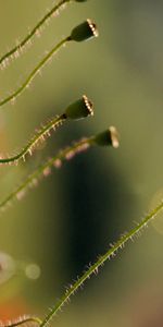 Macro,Light,Light Coloured,Stem,Stalk,Poppy,Flower