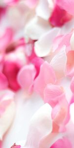 Macro,Light,Petals,Light Coloured,Flower