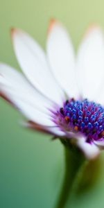 Macro,Light,Petals,Light Coloured,Flower