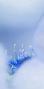 Macro,Light,Petals,Light Coloured,Stamens