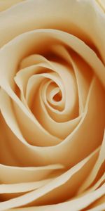 Macro,Light,Rose Flower,Rose,Petals,Bud,Light Coloured,Milky Color,Milk Colour