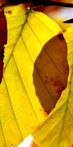 Macro,Light,Shadow,Veins,Shine,Leaves