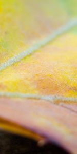 Macro,Light,Sheet,Leaf,Light Coloured,Stains,Maple,Spots