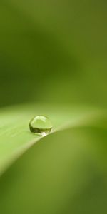 Macro,Luz,Superficie,Sábana,Hoja,De Color Claro,Una Gota,Soltar