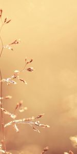 Macro,Light,Tender,Grass,Shine,Plant