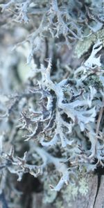 Macro,Light,Wood,Tree,Light Coloured,Moss,Bark