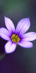 Macro,Lilac,Streaks,Stripes,Flower