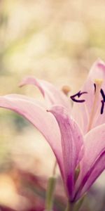 Macro,Lily,Pink,Flower,Background