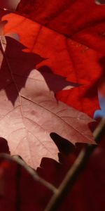 Macro,Maple,Leaves,Autumn