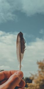 Macro,Miscellanea,Miscellaneous,Feather,Hand,Pen,Focus