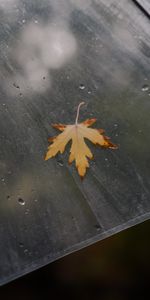 Macro,Miscellanea,Miscellaneous,Sheet,Leaf,Surface,Maple