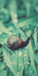 Macro,Moisture,Dew,Grass,Drops,Snail