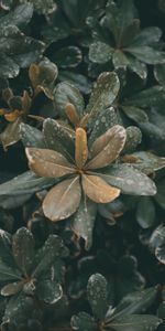 Macro,Moisture,Dew,Leaves,Drops,Plants