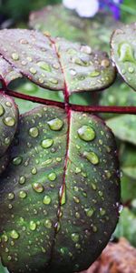 Hojas,Drops,Macro,Humedad