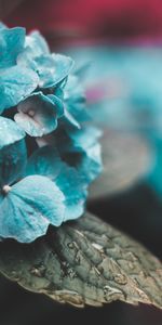 Hojas,Drops,Macro,Humedad,Hortensia,Inflorescencias,Inflorescencia