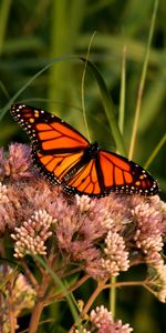 Macro,Monarch Butterfly,Butterfly Monarch,Animals,Flower,Wings,Butterfly,Pattern