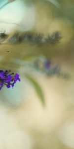 Flor,Macro,Mariposa,Mariposa Monarca