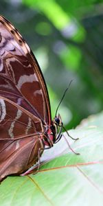 Macro,Morpho Peleid,Morfo Peleida,Wings,Butterfly,Patterns