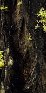 Macro,Moss,Bark