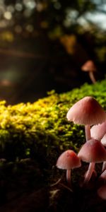 Macro,Moss,Close Up,Mashrooms