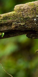 Macro,Moss,Log