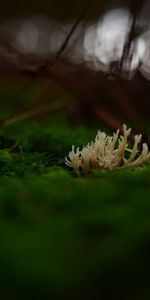 Macro,Moss,Mashrooms,Close Up