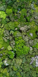 Macro,Moss,Plant,Lichen