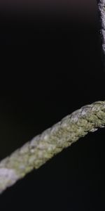 Macro,Moss,Rope,Knot