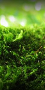 Macro,Moss,Signature,Anatoliy Nigelya