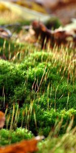 Macro,Moss,Sprouts,Leaves,Nature,Spring