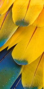 Macro,Motley,Feather,Multicolored