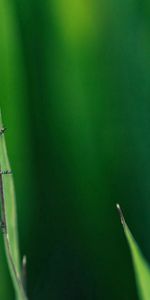 Hierba,Macro,Bigote,Saltamontes