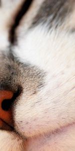 Macro,Muzzle,Grey,Nose,Cat