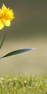 Macro,Narcissus,Stem,Stalk,Flower