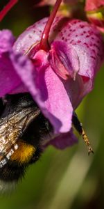 Macro,Nature,Flower,Bumblebee