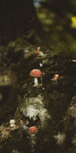 Macro,Nature,Forest,Stump,Mashrooms