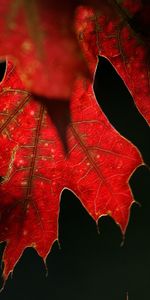 Macro,Nature,Sheet,Leaf,Maple