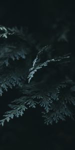 Aiguilles,Thuya,Thuja,Branche,Sombre,Macro