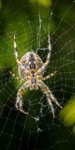 Macro,Croix Ordinaire,Araignée,Web