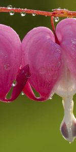 Macro,Pair,Drops,Flower,Plant,Couple