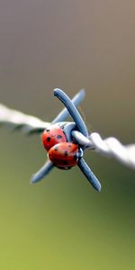 Macro,Pair,Ladybug,Ladybird,Wire,Couple,Metal