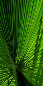 Macro,Palm,Carved,Branch,Leaves