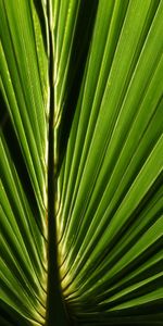 Macro,Palm,Close Up,Leaflet