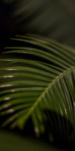 Macro,Palm Leaf,Sheet,Leaf,Tropical