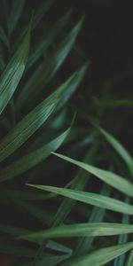 Macro,Palm,Plant,Leaves