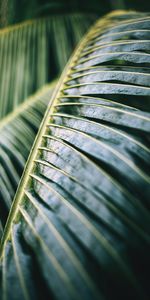 Macro,Palm,Plant,Wet,Leaflet