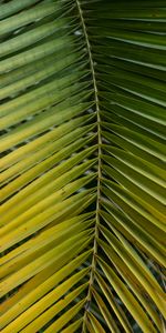 Macro,Palm,Sheet,Leaf,Branch