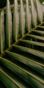 Macro,Palm,Sheet,Leaf,Veins